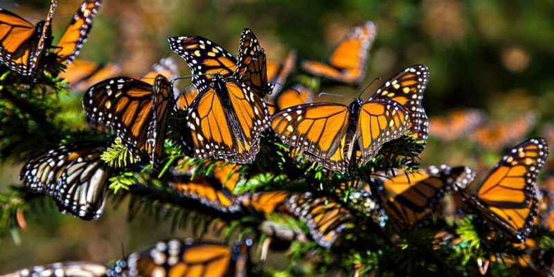 Milkweed Initiative Supports Monarch Butterflies