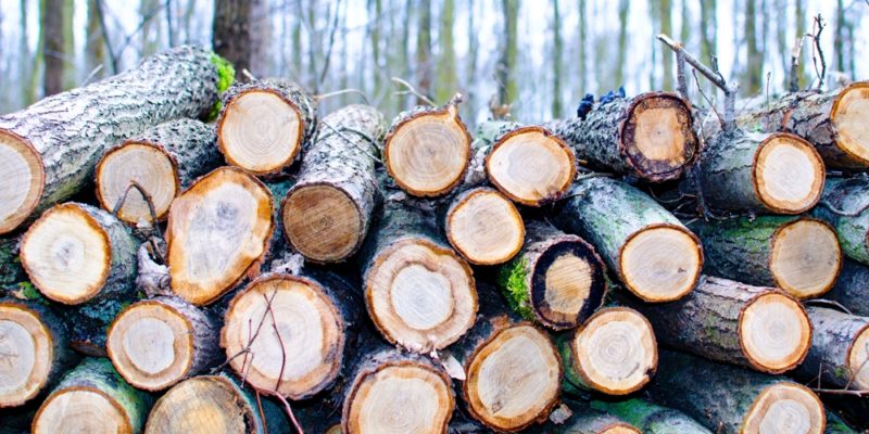 Money Can Grow On Trees: Things To Consider Before Harvesting Your Timber