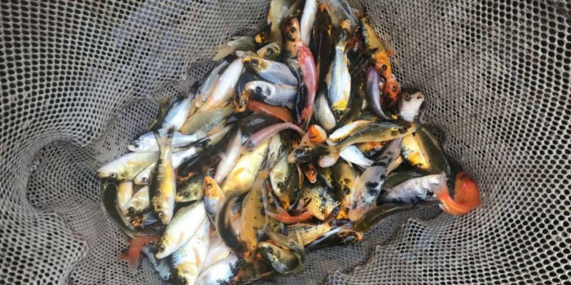 Fall Fish Sale Supports Water Quality, Landowners