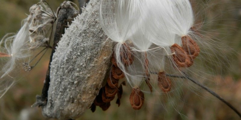 SWCD Collects Milkweed To Support Declining Monarch Butterflies