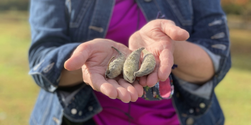 SWCD Aims To Reverse Decline In Monarch Butterflies Through Milkweed Collection