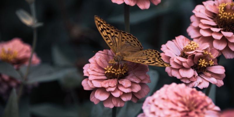 Helping Pollinators Thrive By Improving Habitat