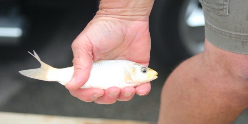 Mahoning SWCD Opens Spring Fish Sale To Support Pond Owners