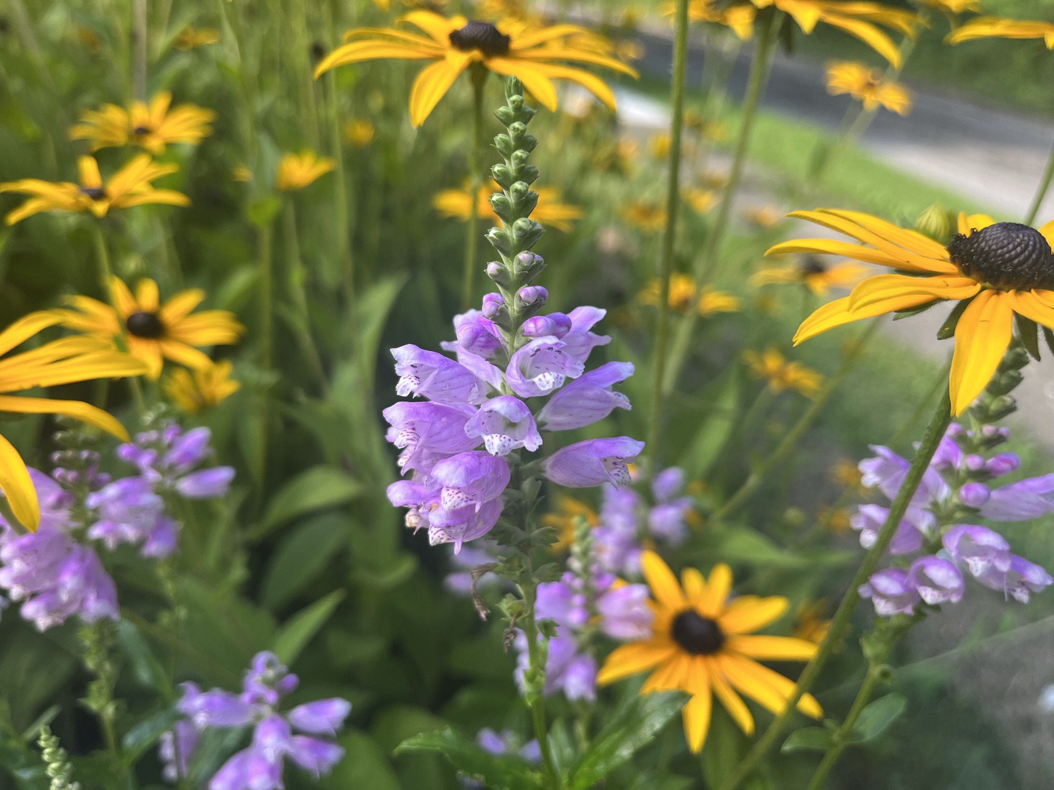 Backyard Conservation - Mahoning Soil & Water Conservation District